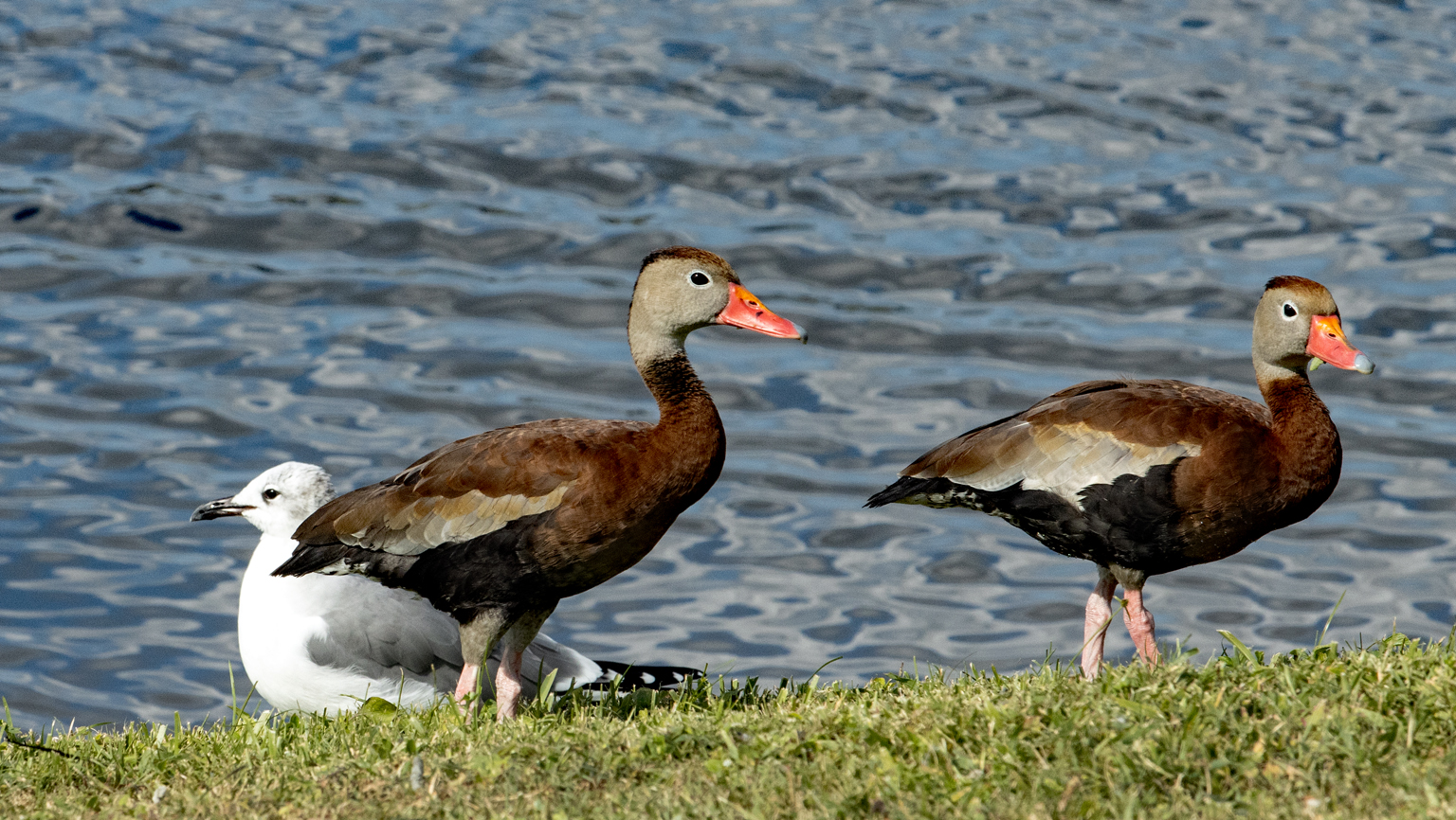 Name:  IMG_0171 Black Bellied Whistling Duck.jpg
Views: 2046
Size:  1.05 MB