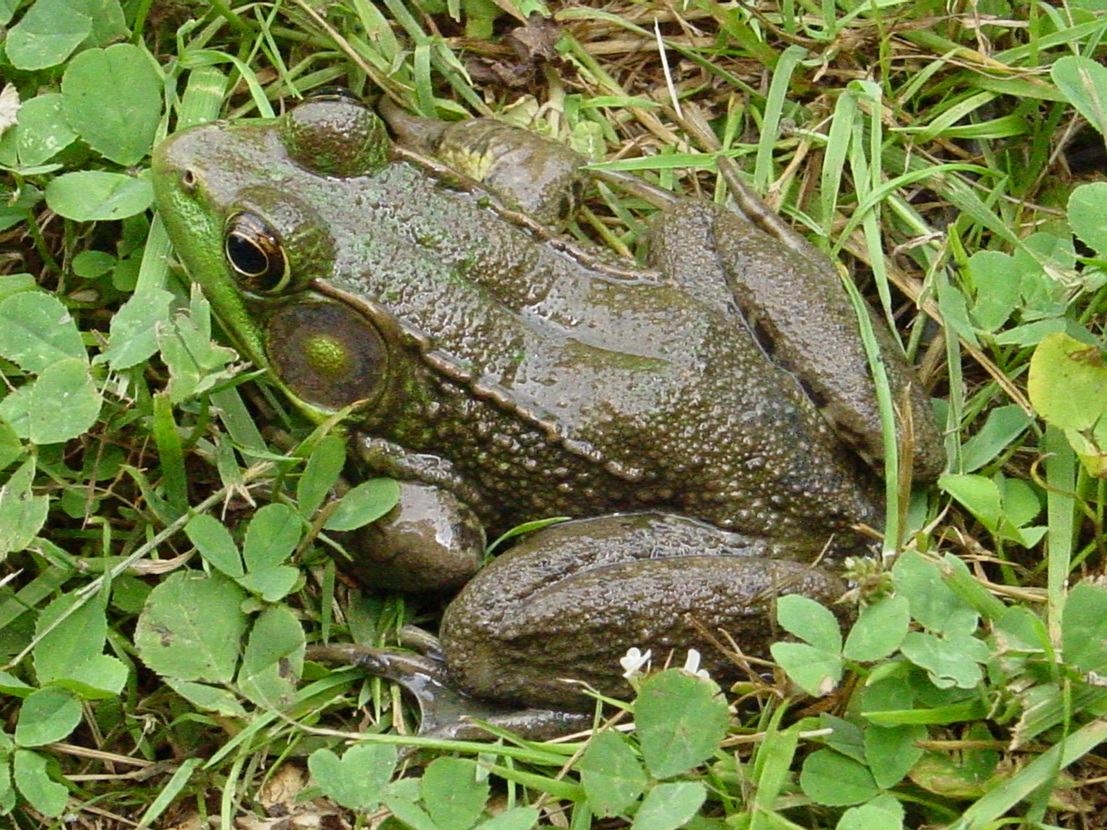 Name:  Big Frog.JPG
Views: 326
Size:  875.0 KB