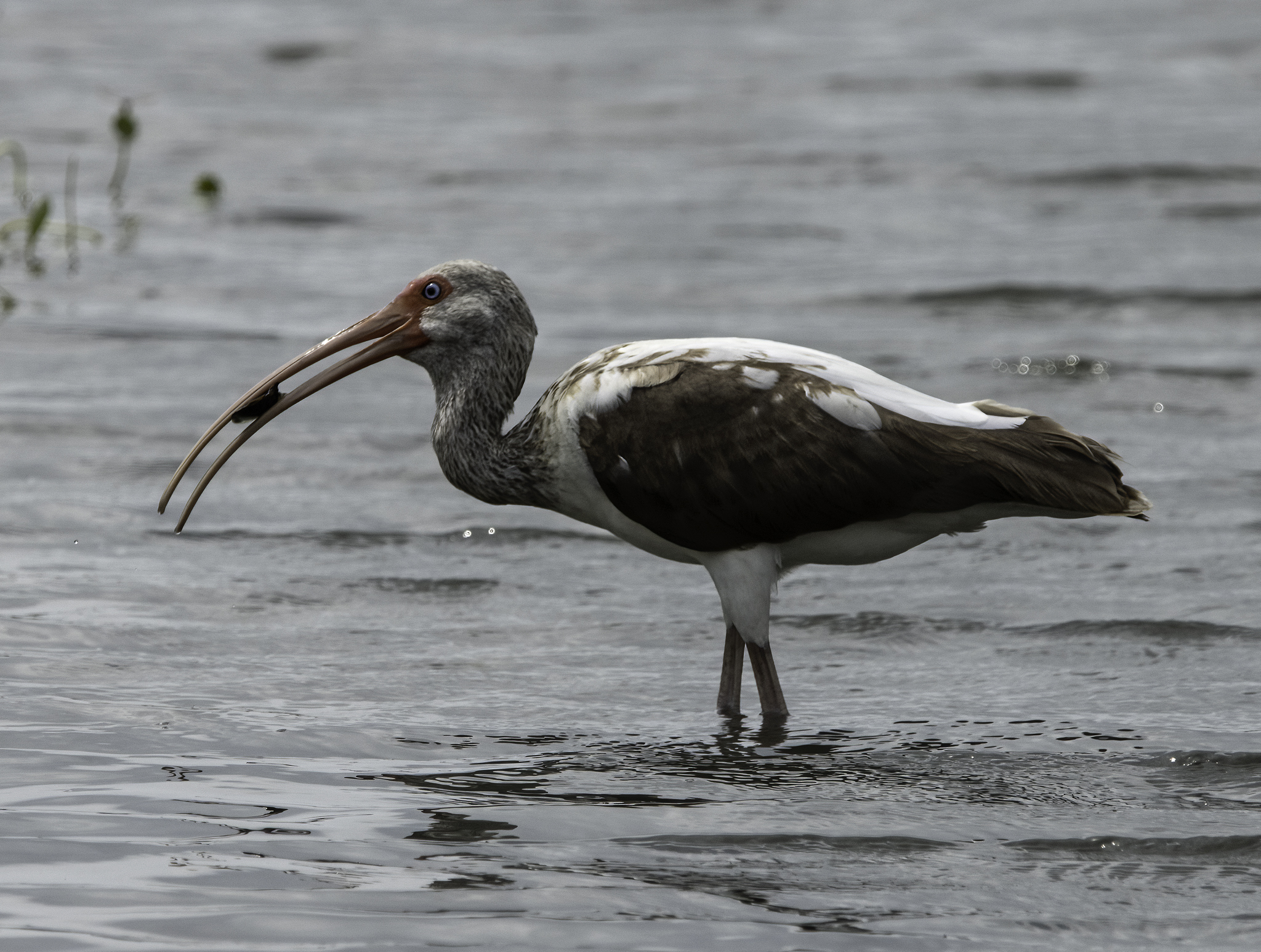 Name:  IMG_1108 Juvenile White Ibis 2048.jpg
Views: 138
Size:  1.85 MB