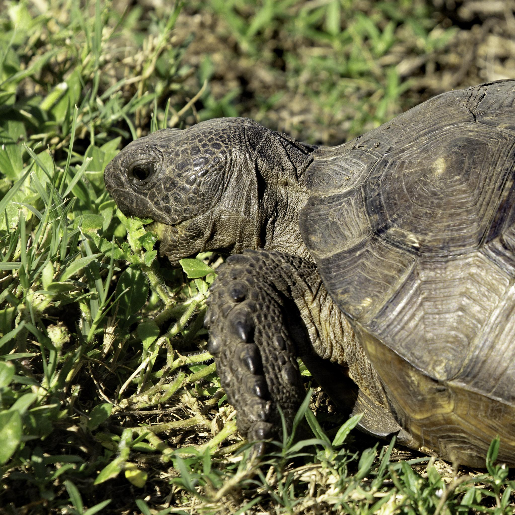 Name:  004A0279 Gopher Tortoise Crop.jpg
Views: 620
Size:  725.0 KB