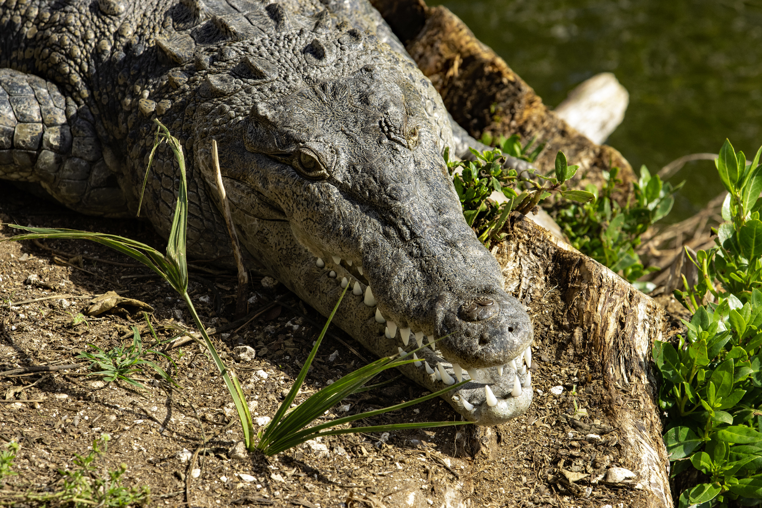 Name:  IMG_0961 Gator Head 1536.jpg
Views: 215
Size:  1.79 MB