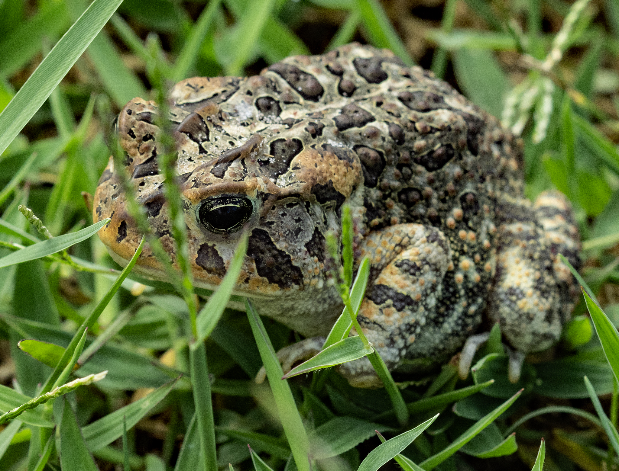 Name:  IMG_1339 Leopard Frog.jpg
Views: 1807
Size:  2.98 MB