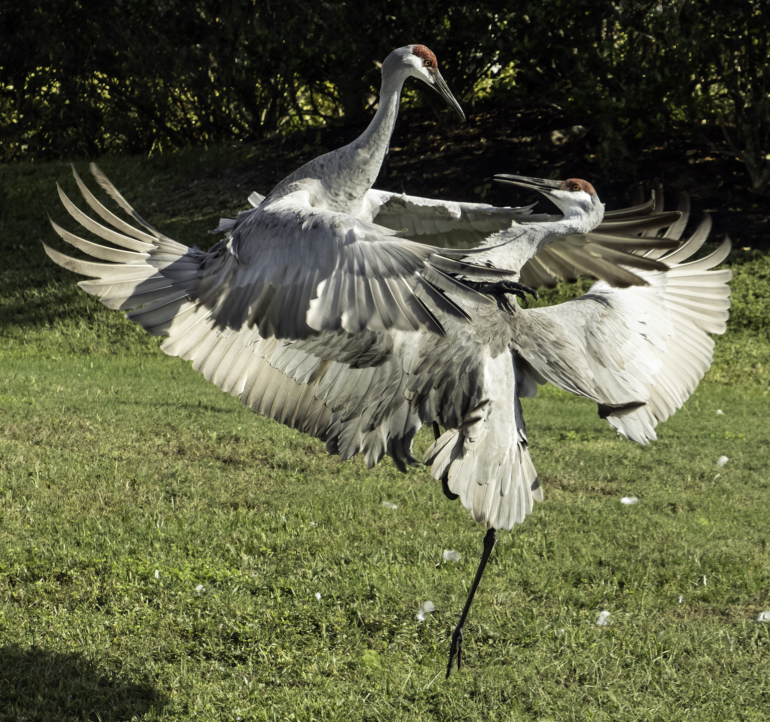 Name:  IMG_0498 Sandhill Cranes Fighting.jpg
Views: 814
Size:  2.27 MB