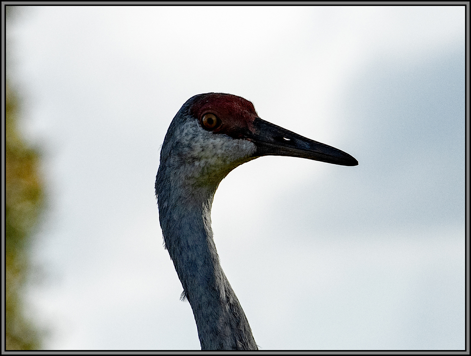 Name:  IMG_0457 Sandhill Crane Portrait.jpg
Views: 287
Size:  1.02 MB