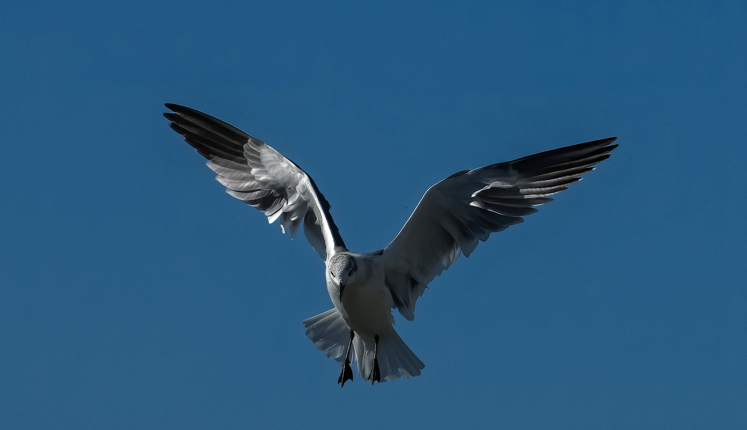 IMG 0399 denoise Flier