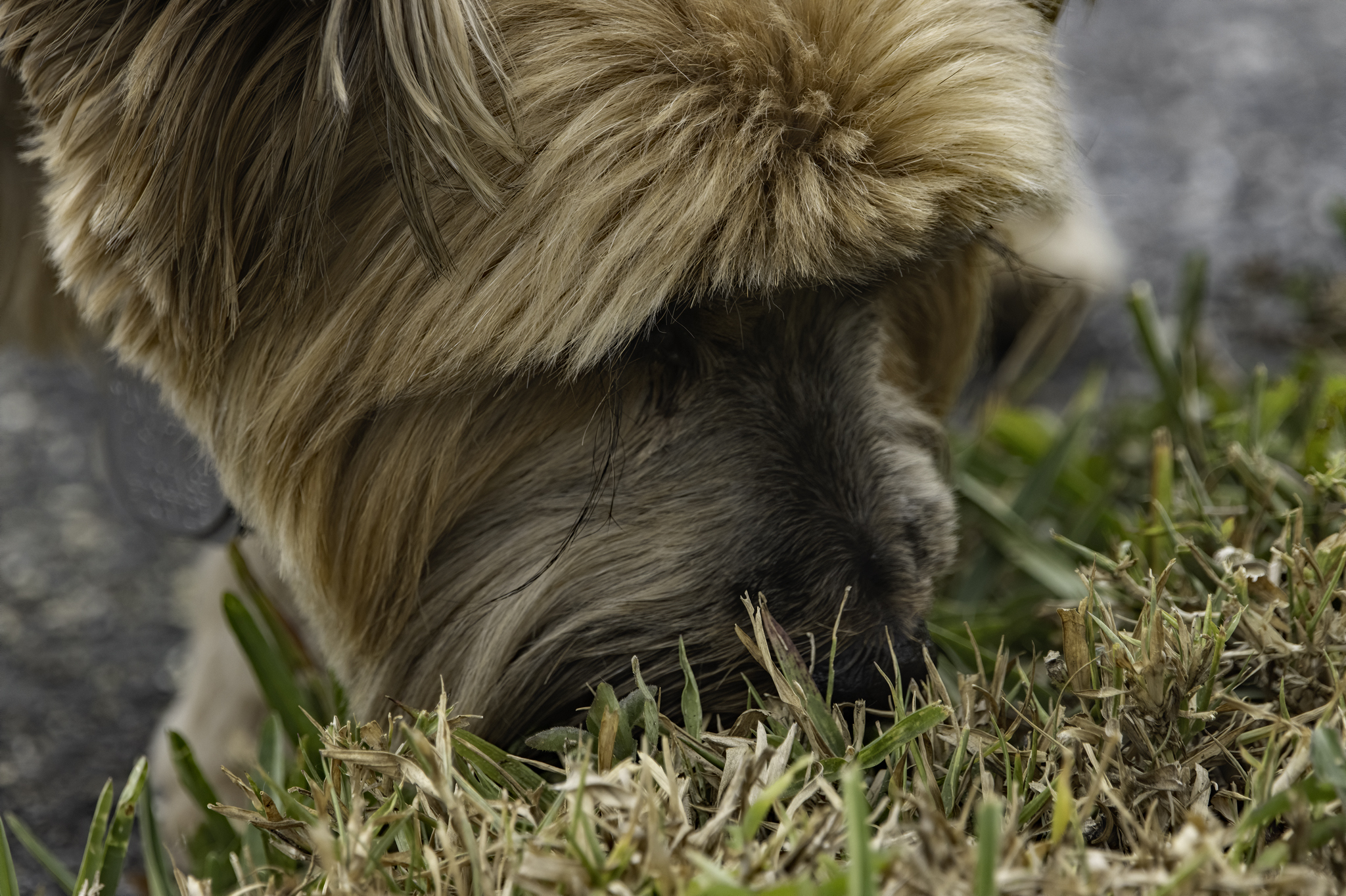 IMG 1036 Winston at 2048