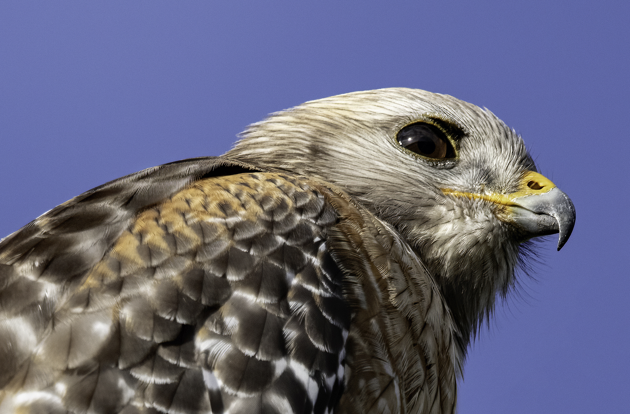 004A0107 denoise Portrait