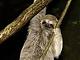 Hostile Tree Sloth's Avatar